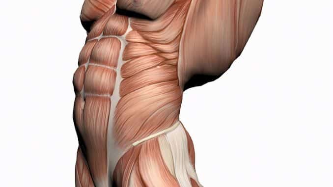 Core Stability Anatomy