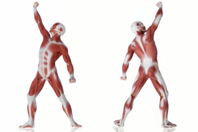 anatomy of human muscle imbalance