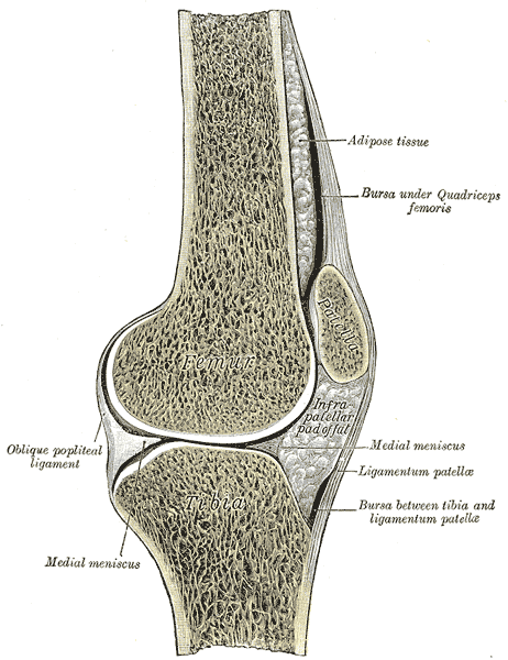 Knee Pain Anatomy