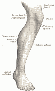 Lower-Leg-Muscles