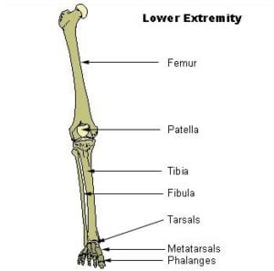 Lower_Leg_Bones