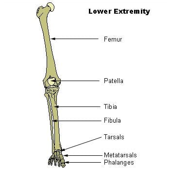 Anatomy of Knee Pain