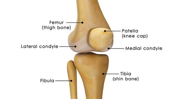 knee_anatomy