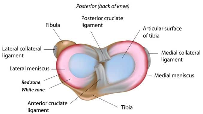 menisci of the knee