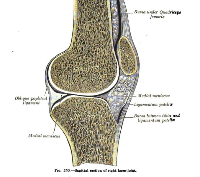 right-knee-joint