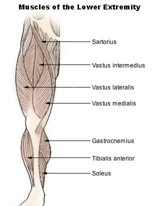 Knee Injury Muscles
