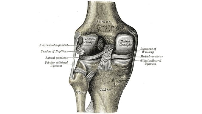 Knee-Ligaments-Back