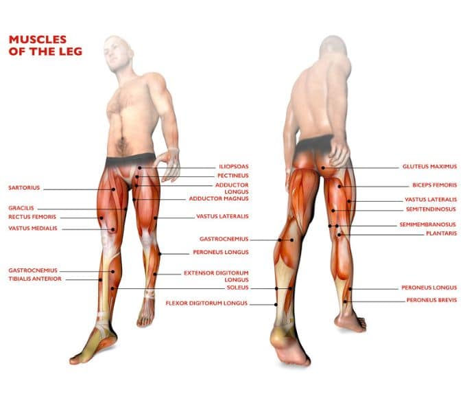 Knee Injury Ligament