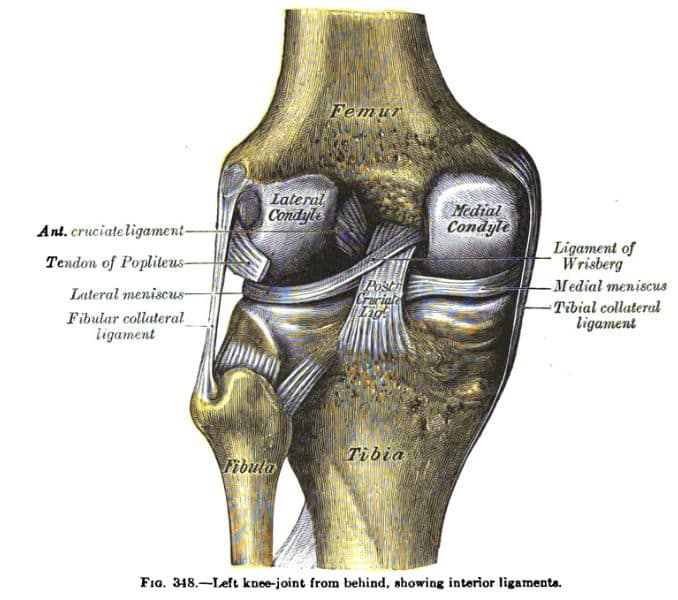 Knee Injury Ligaments