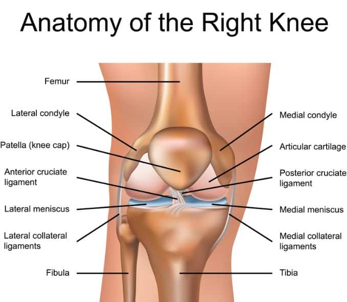 Knee Injury Ligament