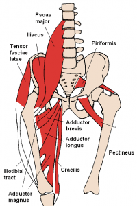 Anterior_Hip_Muscles
