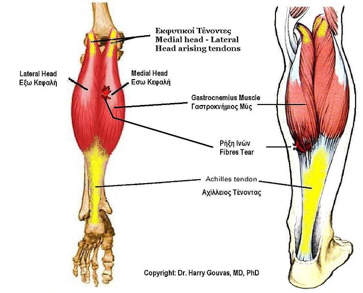 742px-Gastrocnemius_muscle