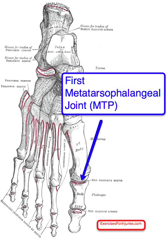 First-Metatarsophalangeal-MTP-Joint