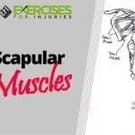 Scapular Muscles