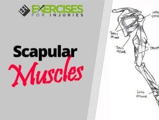 Scapular Muscles