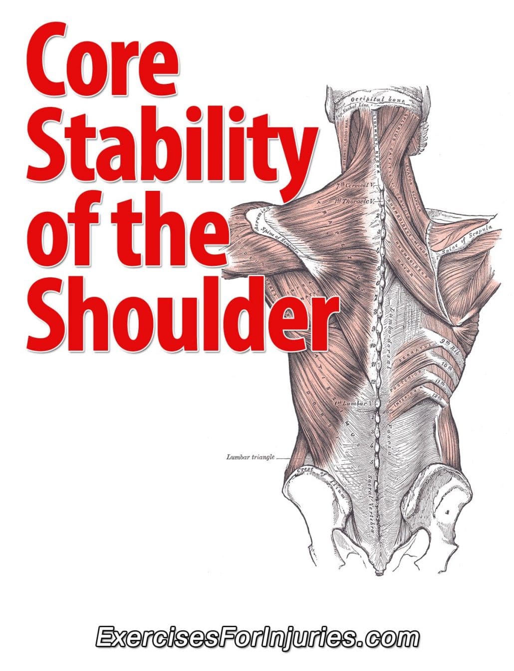 Core-Stability-of-the-Shoulder