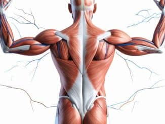 How to Fix Muscle Imbalances: A Complete Guide- How to Fix Muscle Imbalances
