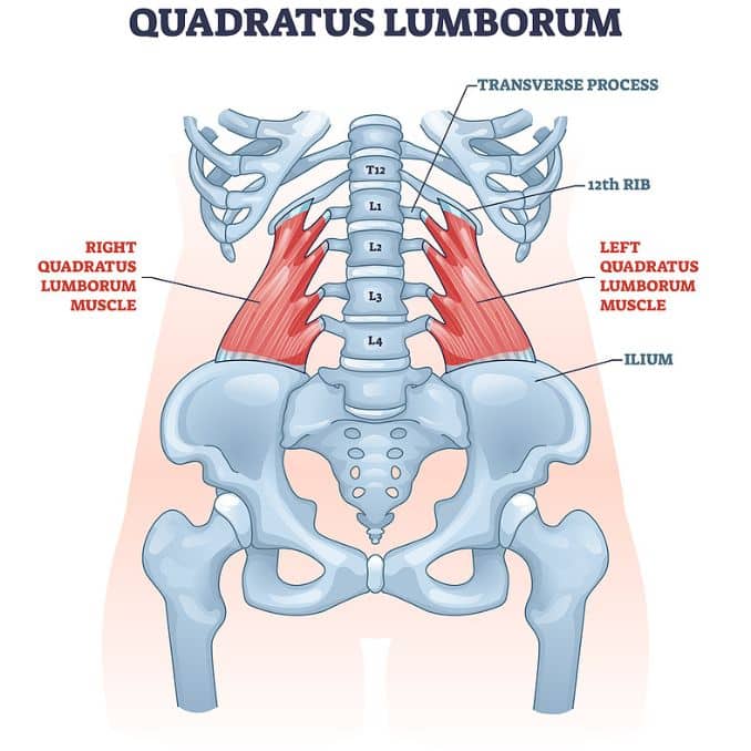 quadratus lumborum - Improve Your Deadlift