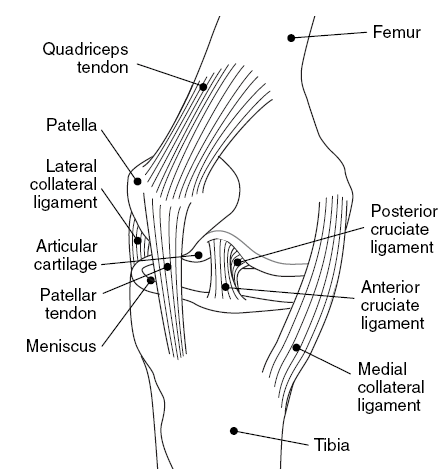 Articular-Cartilage-Injury