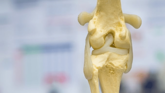 meniscus knee anatomy