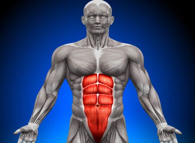 abdominal muscles -  how many times a week should i do abs