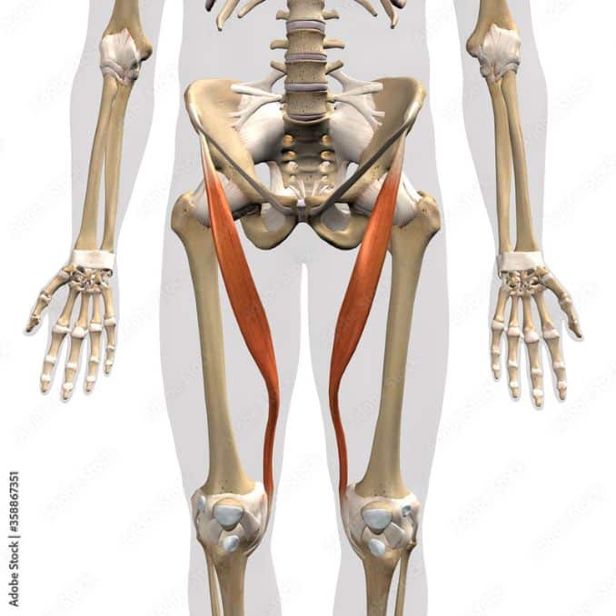 Anatomy and Function of The Sartorius Muscle