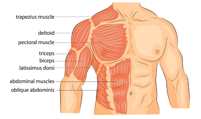 Muscles Worked