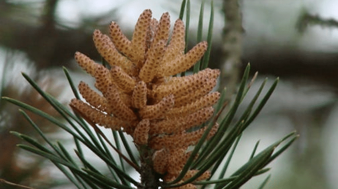 Pine Pollen