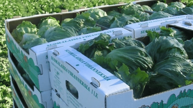 boxed lettuce
