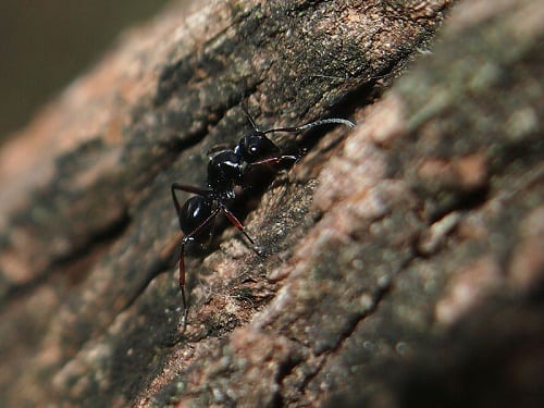 800px-Rattle_Ant_(Polyrhachis_australis)