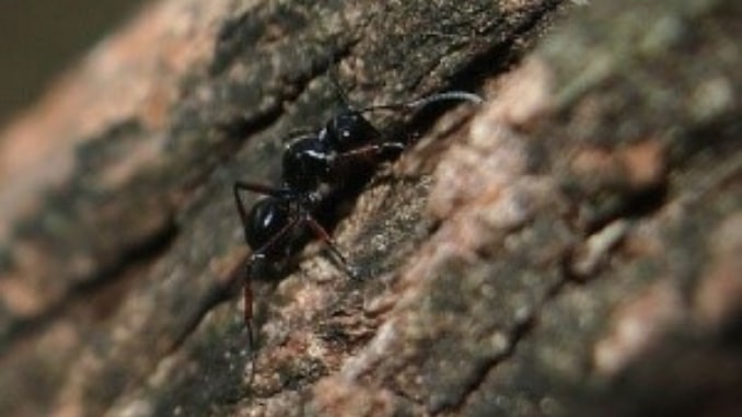 Polyrachis Ant Extract