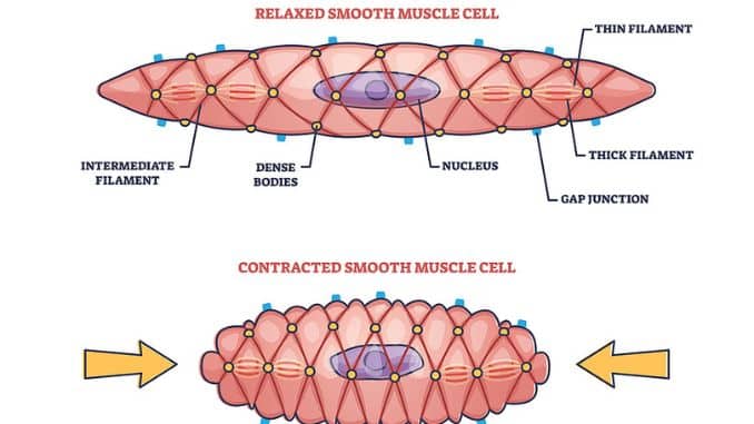 Smooth Muscle Contraction