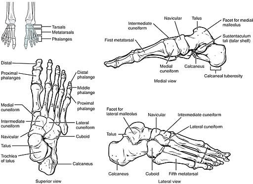 anatomy of the feet