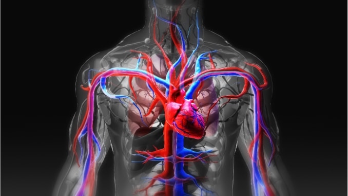 Heart (Cardiac Muscle)