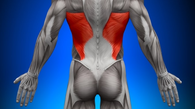 Latissimus Dorsi - What is the Most Important Muscle in the Body