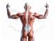 What is the Most Important Muscle in the Body