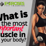 What is the most important muscle in your body?
