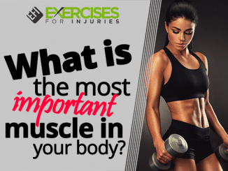 What is the most important muscle in your body