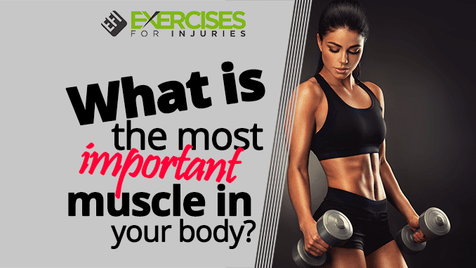 What Is The Most Important Muscle In Your Body 