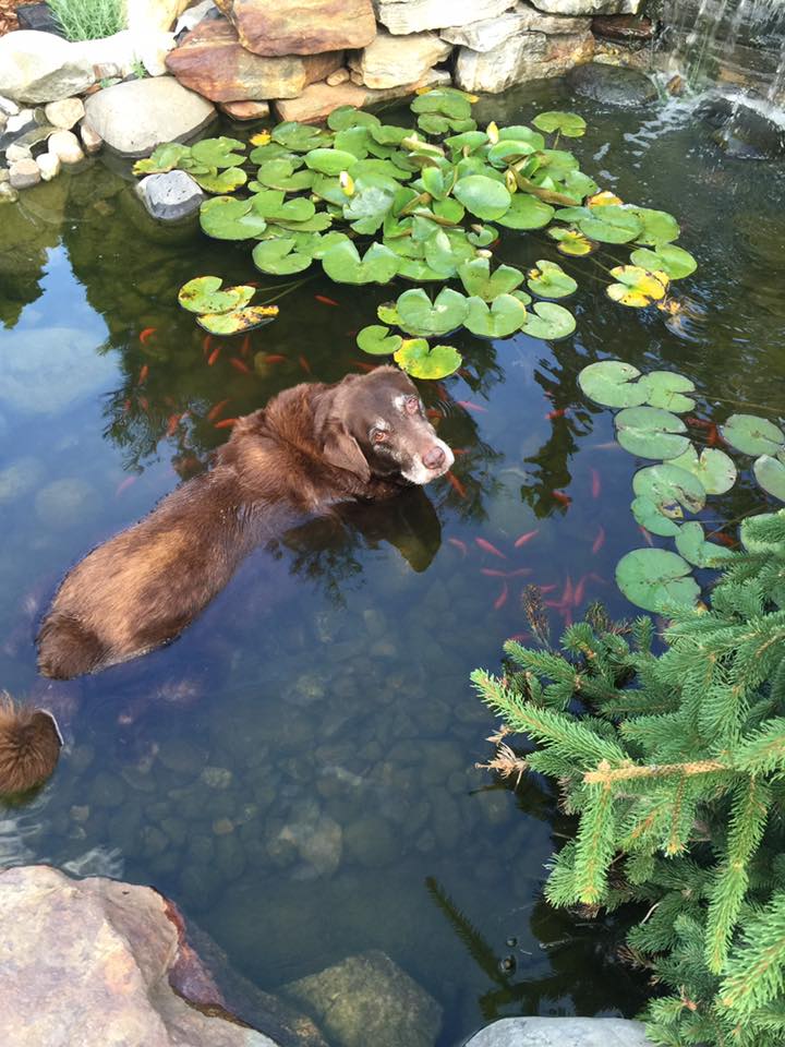 Coco in the pond
