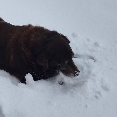 Coco Eating snow