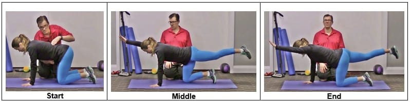 Bird Dog Exercise - Exercises to Activate Your Pelvic Floor