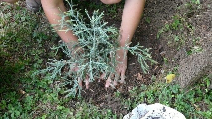 gardener-hands - Turn Gardening Into a Healthy Workout