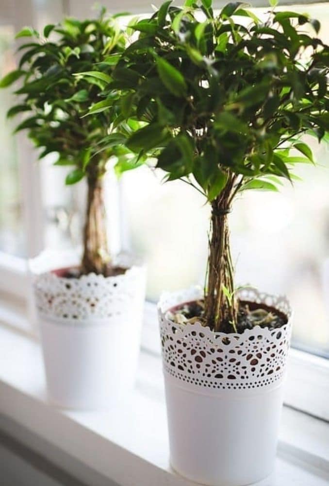 indoor-potted-plant
