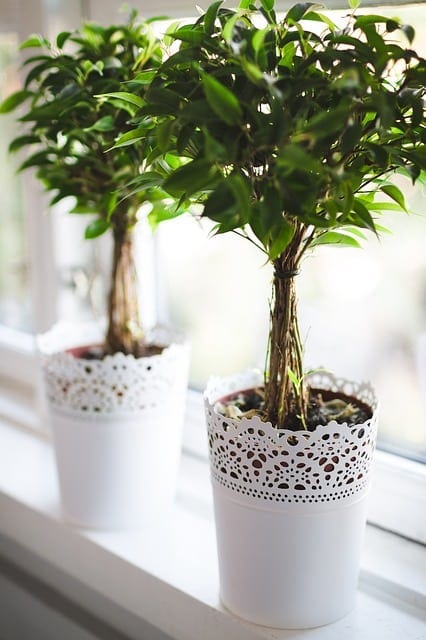 Plants Provide a Healthier Home Environment