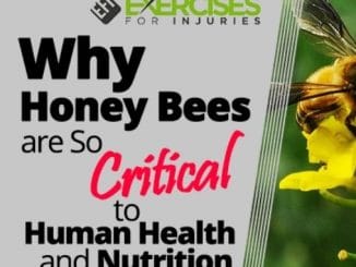 Why Honey Bees are So Critical to Human Health and Nutrition