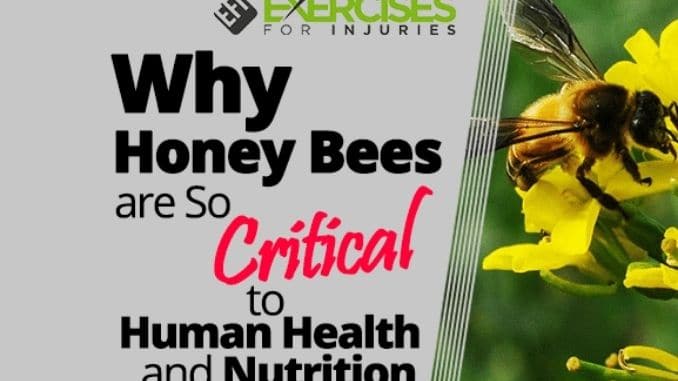 Why Honey Bees are So Critical to Human Health and Nutrition