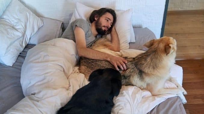 dogs in bed