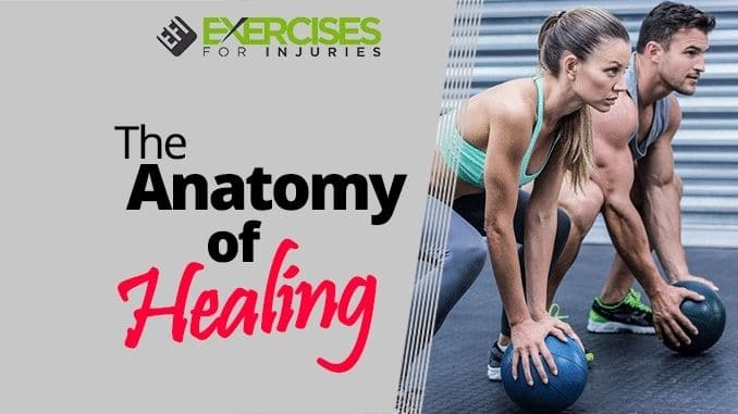 The-Anatomy-of-Healing