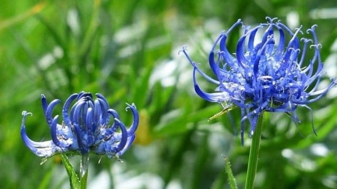 devils-claw-flower - Ways to reduce chronic inflammation